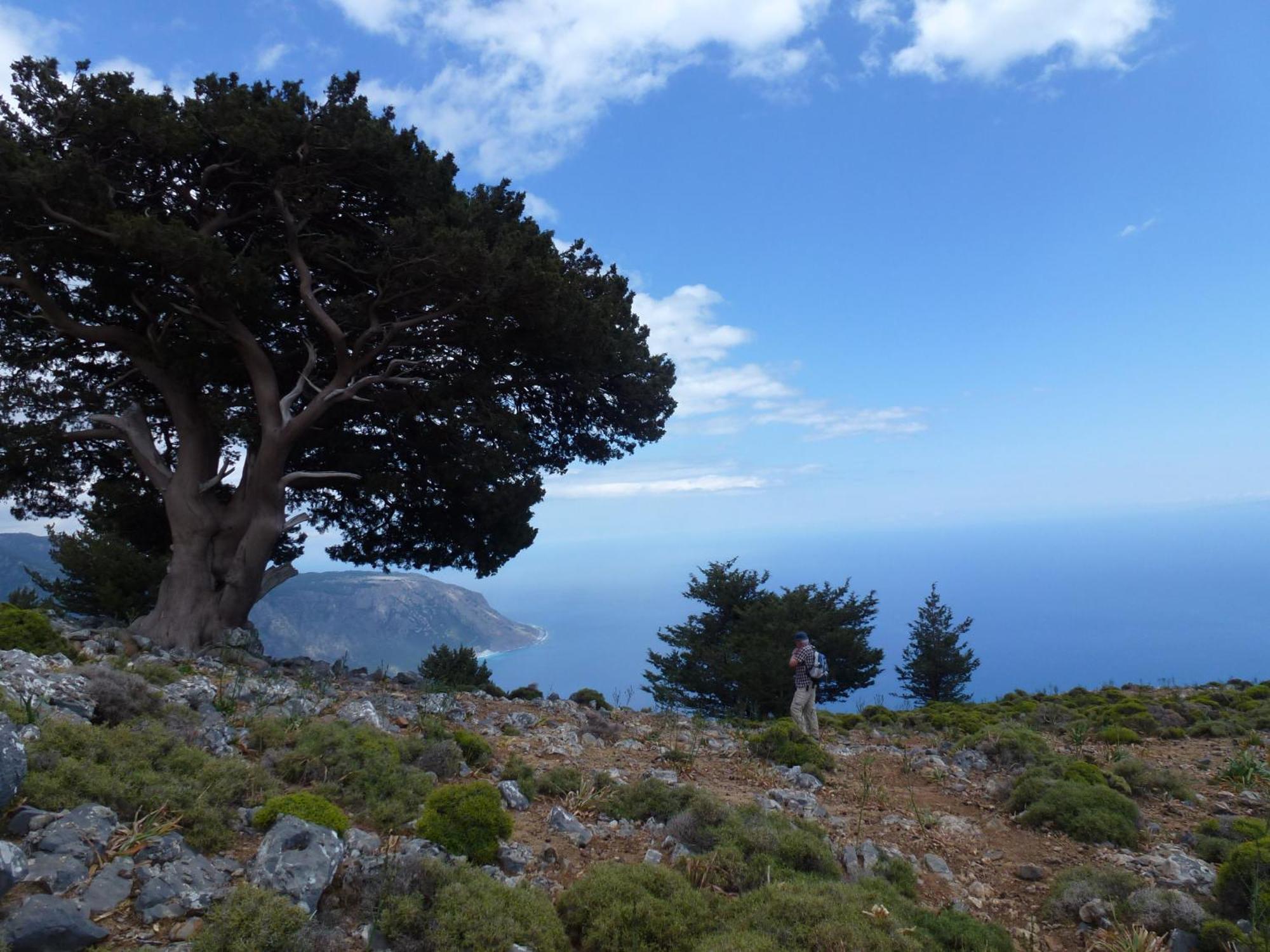 Calypso Daire Agia Roumeli Dış mekan fotoğraf