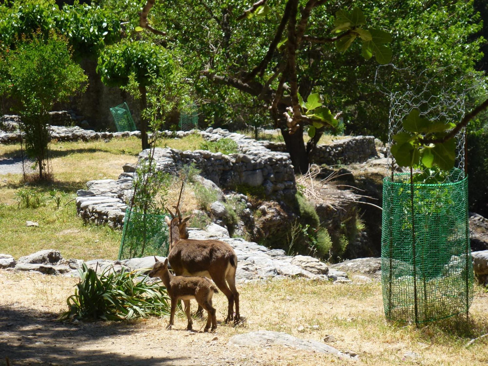 Calypso Daire Agia Roumeli Dış mekan fotoğraf
